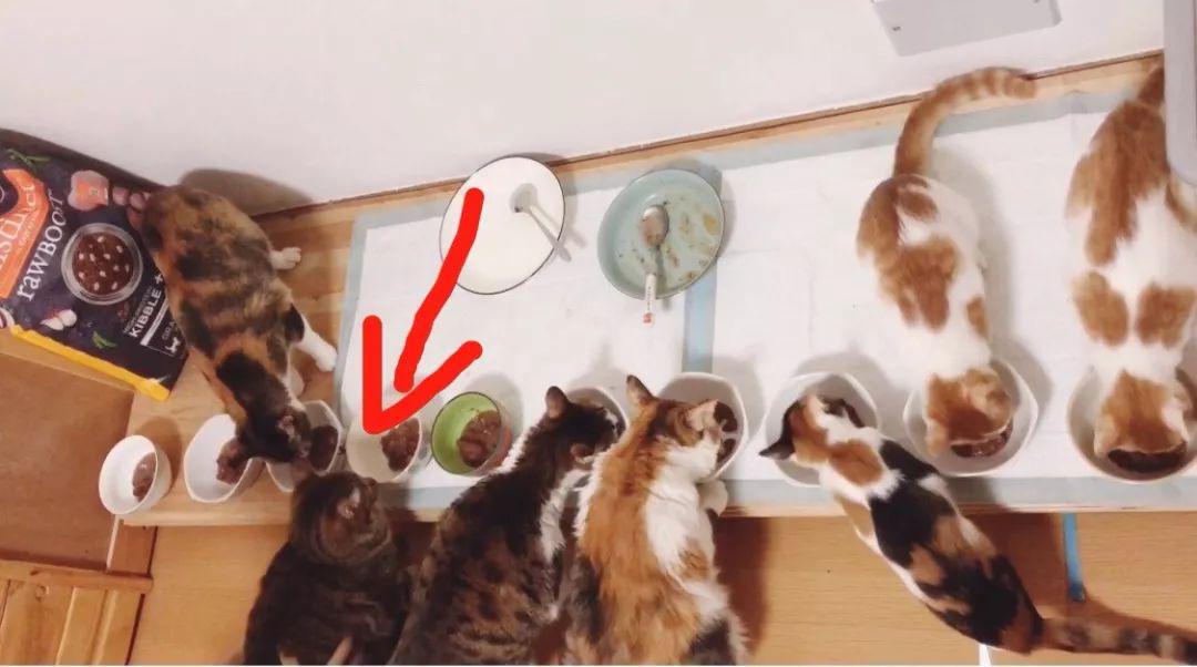 欧冠大合猫罐头 猫咪的主食罐头怎么选(21)