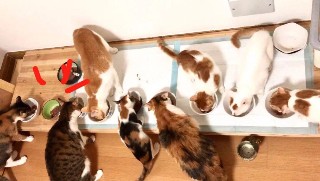 欧冠大合猫罐头 猫咪的主食罐头怎么选(36)