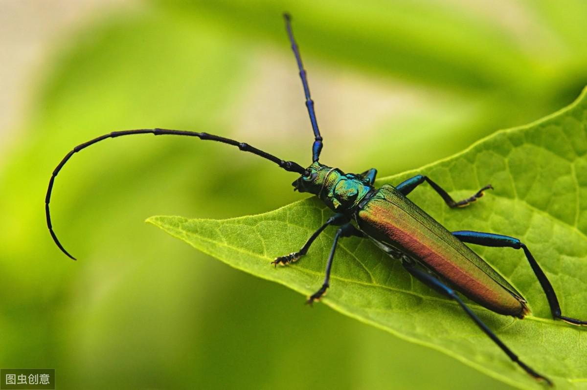 头前有个东西甲虫 常见害虫形态特征识别——鞘翅目(1)