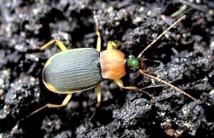 头前有个东西甲虫 常见害虫形态特征识别——鞘翅目(3)