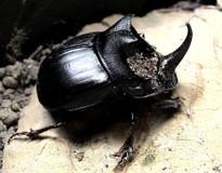 头前有个东西甲虫 常见害虫形态特征识别——鞘翅目(4)