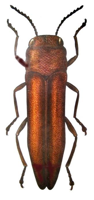 头前有个东西甲虫 常见害虫形态特征识别——鞘翅目(5)